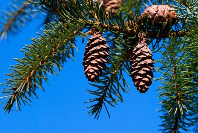 Picea omorica 'Pendula' - smrk omorika - šiška2